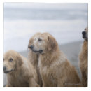 Buscar perros perdigueros de oro Mar
