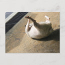 Buscar comportamiento postales Animales domésticos