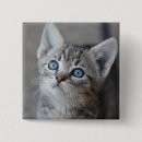 Buscar gato del bebé pins Fotografía
