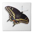 Buscar mariposas negras azulejos Negro