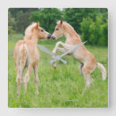 Buscar acres animales Divertido