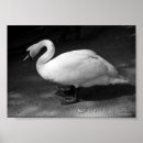 Buscar cisne negro posters Fotografía
