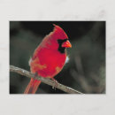 Buscar escarlata postales Ave silvestre