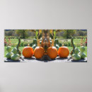 Buscar espejo posters Calabaza