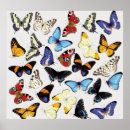 Buscar mariposas tropicales posters Insecto