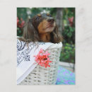 Buscar animales domésticos postales Flor
