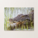 Buscar cocodrilo puzzles Vida silvestre