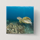 Buscar invertebrados chapas Nadar