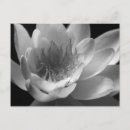 Buscar lirio blanco postales General y unisex