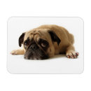 Buscar pet imanes Puppy