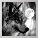 Buscar lobo negro posters Lobos