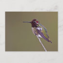Buscar colibrí postales Colibrí de anna