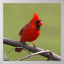 Buscar cardinal posters Nature