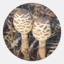 Buscar común pegatinas Vida silvestre