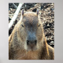 Buscar capybara posters Roedor