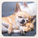 Buscar chihuahua posavasos Animales domésticos