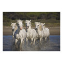 Buscar manada de caballos posters Salvaje
