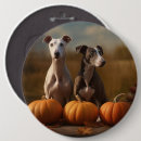 Buscar galgos chapas Para todos