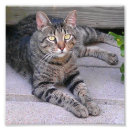 Buscar tabby fotografía Gatito