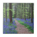 Buscar bosque azulejos Paisaje