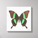 Buscar mariposa verde lienzos Animales