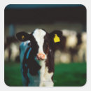 Buscar holstein pegatinas Horizontal