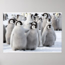Buscar pingüinos lindos posters Para todos