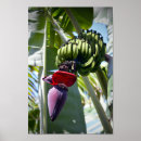 Buscar planta de plátano posters Plátanos