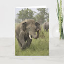 Buscar elefante indio tarjetas Saludo