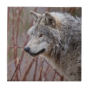 Buscar wolf azulejos Naturaleza