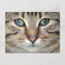 Buscar inocente postales Lindo