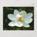 Buscar flor magnolia postales General y unisex