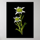 Buscar flor alpina posters Edelweiss