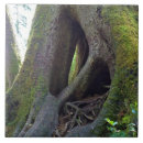 Buscar raíces azulejos Bosque