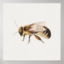 Buscar abeja reina posters Miel