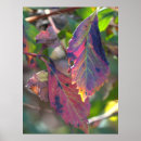 Buscar hojas de otoño posters Naturaleza