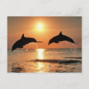 Buscar animal postales Naturaleza