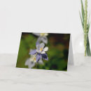 Buscar flores columbine tarjetas Colorado