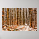 Buscar natur posters Winter