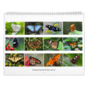 Buscar mariposas calendarios Colorido