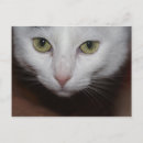 Buscar gato blanco postales Bonito