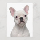 Buscar 5 meses postales Animal