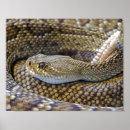 Buscar serpiente de cascabel posters Veneno