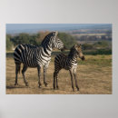 Buscar equid Equus