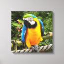 Buscar loro lienzos Tropical