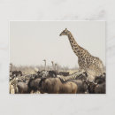 Buscar etosha postales Animal