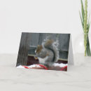 Buscar ardilla del invierno tarjetas Nieve