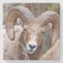 Buscar wright posavasos Danita delimont