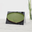 Buscar agua lilly Naturaleza