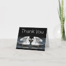 Buscar cisnes blancos tarjetas Animal